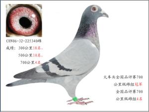 鸽行天下2018最新视频,鸽行天下2018，小巷深处的味觉奇遇