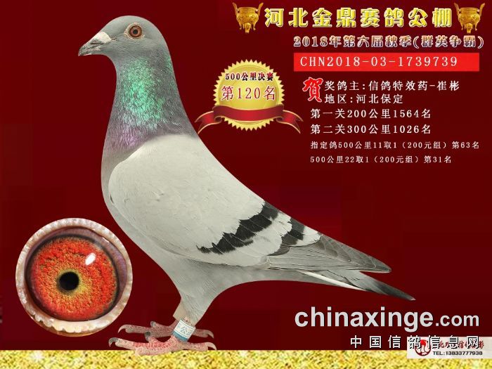 金鼎公棚最新通告，学习变化，塑造自信与辉煌的未来
