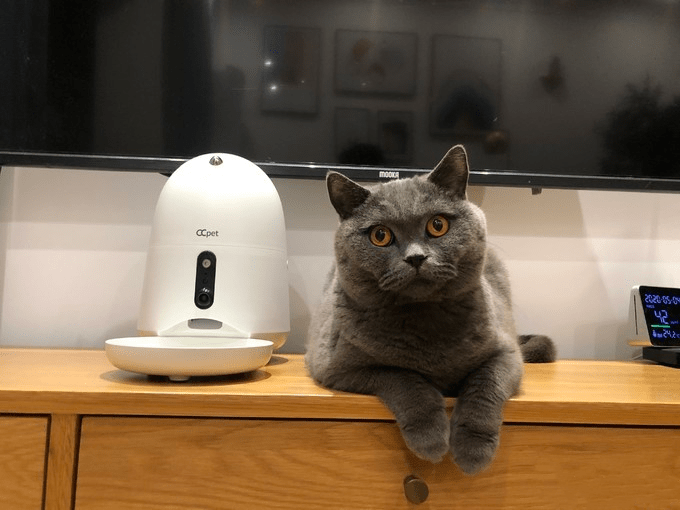 猫咪APP官方最新版使用指南详解
