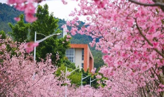 最新版的樱花学校,最新版的樱花学校，教育革新与体验升级