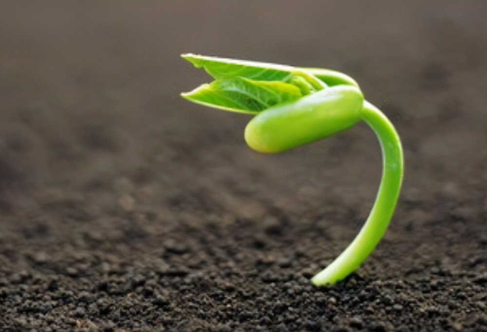 毛慈菇价格指南，全面了解与获取最优价格的步骤解析