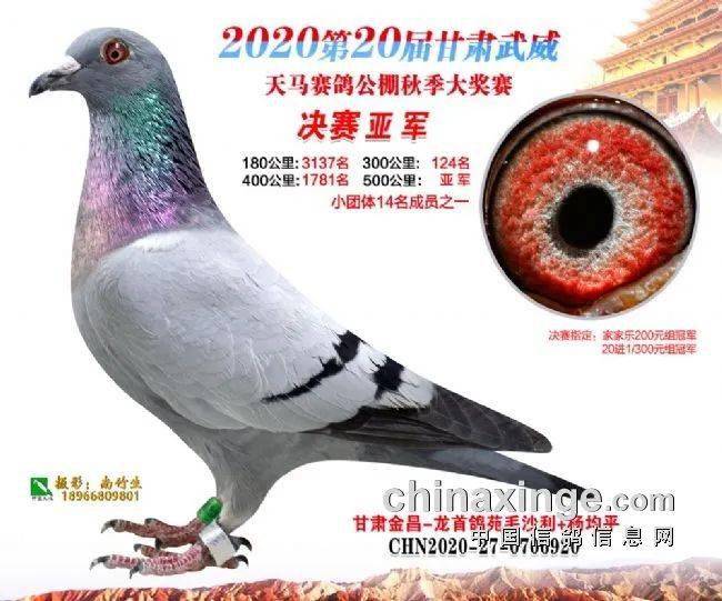 天马公棚秋季任务指南，公告详解与完成步骤揭秘
