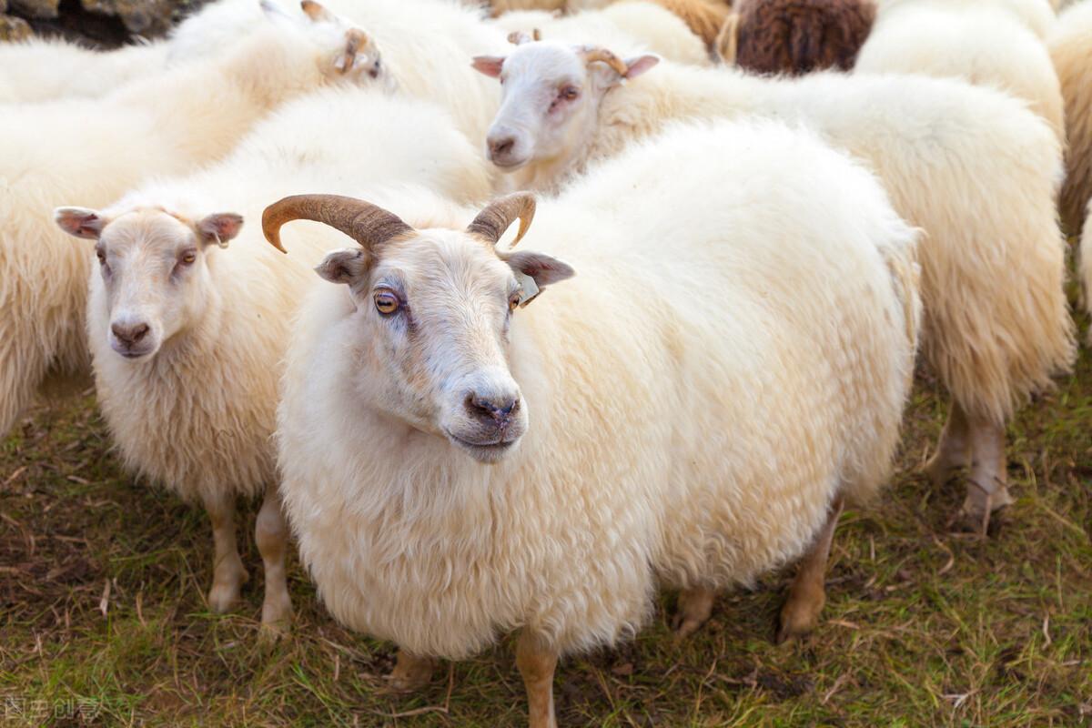 羊业行情深度解析，市场趋势大揭秘🐏📊