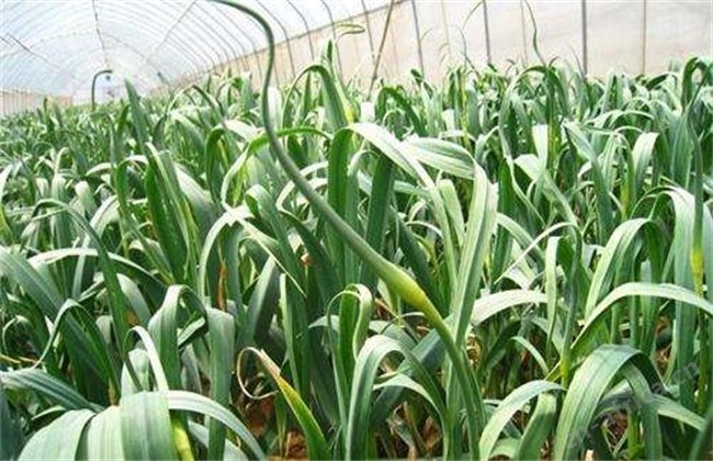 蒜苗最新价格行情及分析