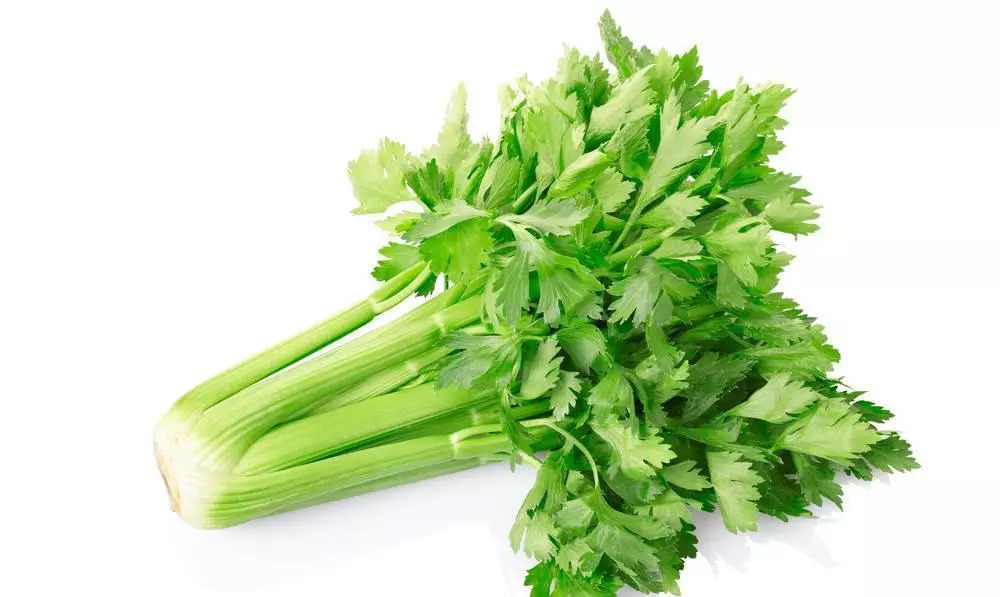 芹菜最新价格行情及厨房秘密探索