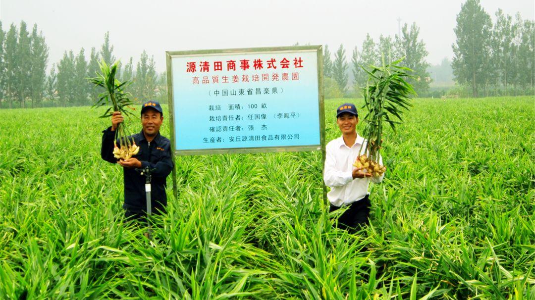安丘生姜最新价格揭秘，小巷深处的生姜秘境