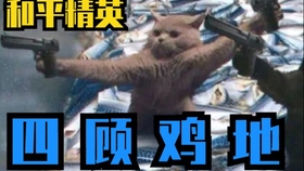 最新打野鸡视频，学习变化，自信成就感的旅程探索