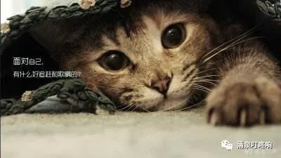 猫咪最新版C1，自信与成就感的启示之路