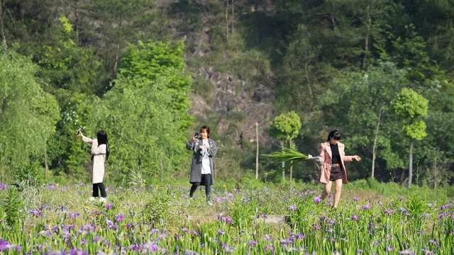 红楼第一狗仔，自然美景探寻与内心宁静之旅最新章节